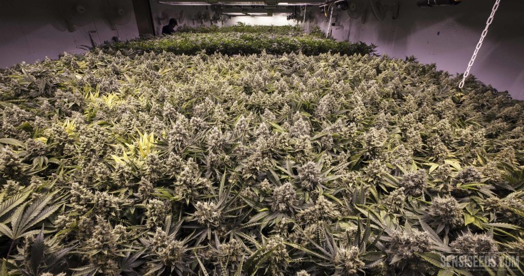 Aplicación práctica de técnicas de cultivo